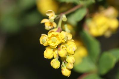 Épine-vinette, Berbéris commun Berberis vulgaris L., 1753