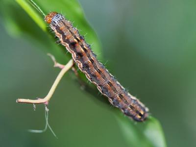 Armigère (L') Helicoverpa armigera (Hübner, 1808)