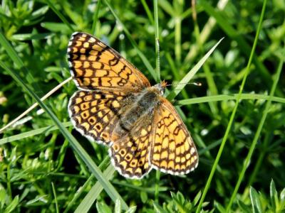 Mélitée du Plantain (La), Déesse à ceinturons (La) Melitaea cinxia (Linnaeus, 1758)