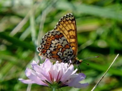 Mélitée du Plantain (La), Déesse à ceinturons (La) Melitaea cinxia (Linnaeus, 1758)