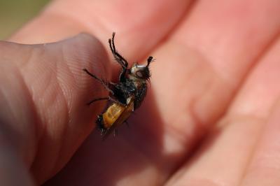  Tachina magnicornis (Zetterstedt, 1844)