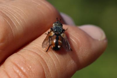  Tachina magnicornis (Zetterstedt, 1844)