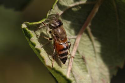  Eristalinus taeniops (Wiedemann, 1818)