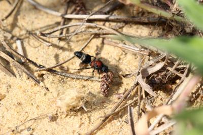  Mutillidae Latreille, 1802