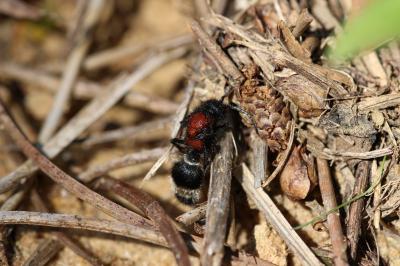  Mutillidae Latreille, 1802