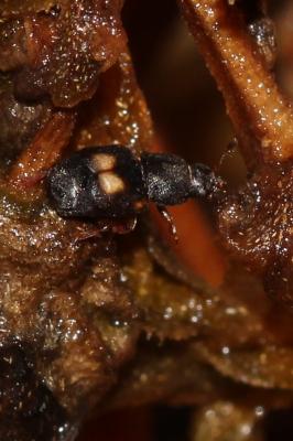  Carpophilus hemipterus (Linnaeus, 1758)