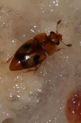  Epuraea Erichson, 1843