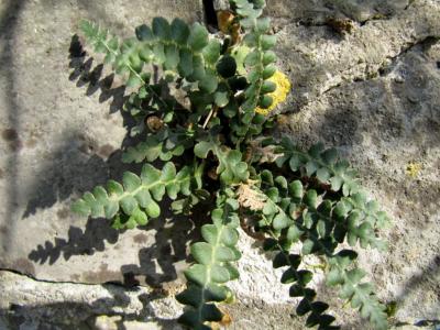 Cétérach Asplenium ceterach L., 1753