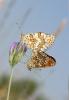 Mélitée des Centaurées (La), Grand Damier (Le) Melitaea phoebe (Denis & Schiffermüller, 1775)