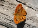 Tabac d'Espagne (Le), Nacré vert (Le), Barre argen Argynnis paphia (Linnaeus, 1758)