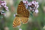 Tabac d'Espagne (Le), Nacré vert (Le), Barre argen Argynnis paphia (Linnaeus, 1758)
