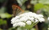 Tabac d'Espagne (Le), Nacré vert (Le), Barre argen Argynnis paphia (Linnaeus, 1758)