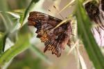 Gamma (Le), Robert-le-diable (Le), C-blanc (Le), D Polygonia c-album (Linnaeus, 1758)