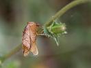  Drepanepteryx phalaenoides (Linnaeus, 1758)