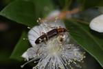  Nacerdes carniolica (Gistel, 1834)