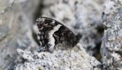 Petit Sylvandre (Le) Hipparchia alcyone (Denis & Schiffermüller, 1775)
