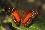  Anartia amathea (Linnaeus, 1758)