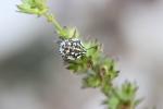  Codophila varia (Fabricius, 1787)