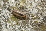  Philoscia Latreille, 1804