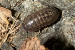 Cloporte commun (Le), Armadille commune (L'), Arma Armadillidium vulgare (Latreille, 1804)