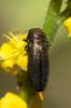  Coraebus elatus (Fabricius, 1787)