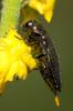  Coraebus elatus (Fabricius, 1787)