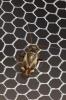  Polymerus unifasciatus (Fabricius, 1794)