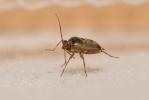  Deraeocoris serenus (Douglas & Scott, 1868)
