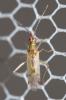  Dicyphus epilobii Reuter, 1883
