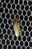  Stenodema holsata (Fabricius, 1787)