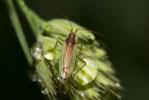  Stenodema holsata (Fabricius, 1787)