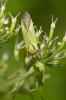  Calocoris alpestris (Meyer-Dür, 1843)