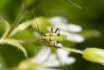  Calocoris alpestris (Meyer-Dür, 1843)