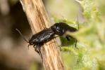  Orthocephalus coriaceus (Fabricius, 1777)