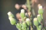 Érigéron crépu Erigeron bonariensis L., 1753