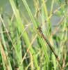 Agrion délicat Ceriagrion tenellum (Villers, 1789)