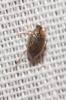  Haliplus lineatocollis (Marsham, 1802)