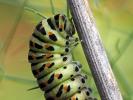 Machaon (Le), Grand Porte-Queue (Le) Papilio machaon Linnaeus, 1758