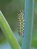 Machaon (Le), Grand Porte-Queue (Le) Papilio machaon Linnaeus, 1758