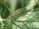 Machaon (Le), Grand Porte-Queue (Le) Papilio machaon Linnaeus, 1758