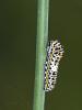 Machaon (Le), Grand Porte-Queue (Le) Papilio machaon Linnaeus, 1758