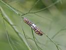 Machaon (Le), Grand Porte-Queue (Le) Papilio machaon Linnaeus, 1758