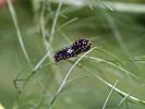 Machaon (Le), Grand Porte-Queue (Le) Papilio machaon Linnaeus, 1758