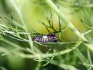 Machaon (Le), Grand Porte-Queue (Le) Papilio machaon Linnaeus, 1758