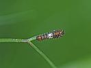 Machaon (Le), Grand Porte-Queue (Le) Papilio machaon Linnaeus, 1758