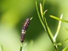Machaon (Le), Grand Porte-Queue (Le) Papilio machaon Linnaeus, 1758