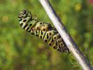 Machaon (Le), Grand Porte-Queue (Le) Papilio machaon Linnaeus, 1758