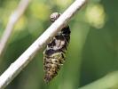 Machaon (Le), Grand Porte-Queue (Le) Papilio machaon Linnaeus, 1758