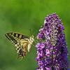 Machaon (Le), Grand Porte-Queue (Le) Papilio machaon Linnaeus, 1758