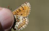 Mélitée de la Lancéole (La), Mélitée des Scabieuse Melitaea parthenoides Keferstein, 1851